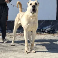 سگ سرابی|سگ|تهران, ستارخان|دیوار