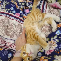 گربه نر دو سه ماهه|گربه|ارومیه, |دیوار