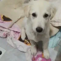 میکس گلدن رتریور و لابرادور سفید چهار ماهه نر