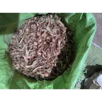 پیاز زعفران پاک شده فروشی|گل و گیاه طبیعی|سده (خراسان جنوبی), |دیوار