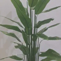 درختچه پرنده بهشتی