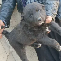 توله سگ قدرجونی|سگ|برخوار, |دیوار