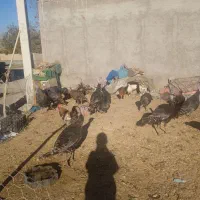 بوقلمون طبیعی|حیوانات مزرعه|مشگین شهر, |دیوار