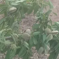 بادام  دوپوست خشک