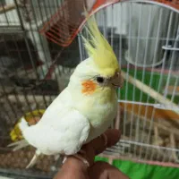 عروس هلندی ماده