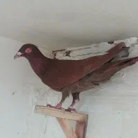 کفتر سرخ بلژیکی