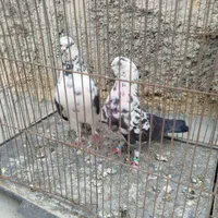 کبوتر پرشی|پرنده|اصفهان, سلطان‌آباد|دیوار