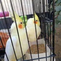 عروس پاریس و طوطی برزیلی