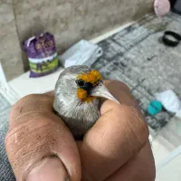 سهره دورگ لپ سفید