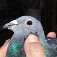 کبوتر۲تاماده جان آردن خون خالص مولدن