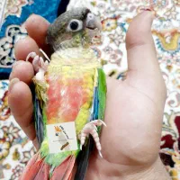 پرنده سرای کاکادو