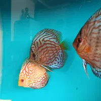 ماهی دیسکس|ماهی|قم, شاه سید علی|دیوار