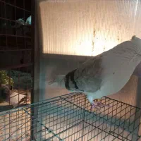 دوکت قنار|پرنده|محمدشهر, محمدشهر|دیوار