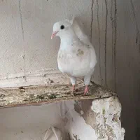 کبوتر طوقی|پرنده|گنبد کاووس, |دیوار