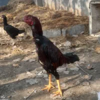 خروس لاری
