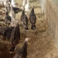 بوقلمون بوربون و برنز