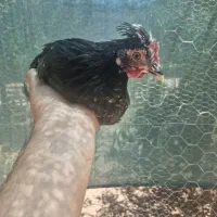 جوجه مرغ