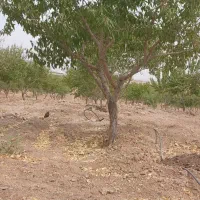 استخدام کارگر باغ ب طور دائم