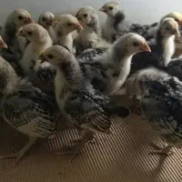 جوجه سبرایت