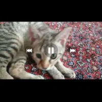 واگذاری گربه