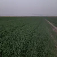 یونجه بغدادی شرطی