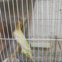 عروس هلندی ایزابلا و دوکت و جفت|پرنده|لنگرود, |دیوار