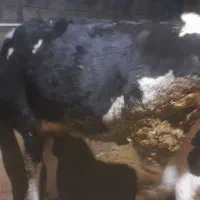 تلیسه پای کل