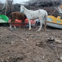 اسب|اسب و تجهیزات اسب‌سواری|مشهد, آبادگران|دیوار