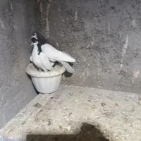 کفتر جفت گاه|پرنده|چناران, |دیوار