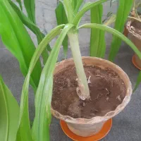 گل های طبیعی با گلدان|گل و گیاه طبیعی|یزد, |دیوار