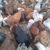 جوجه گلپایگانی