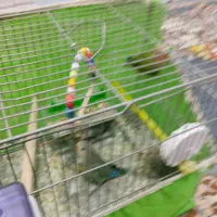 چند عدد جوجه کوتوله