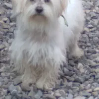 سگ پاکوتاه ماده