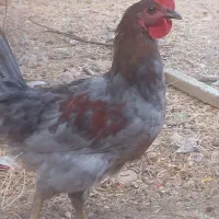 جوجه خروس