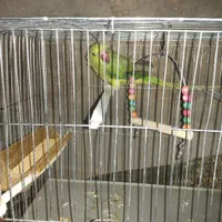 طوطی ملنگو