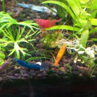 فروش میگو زینتی