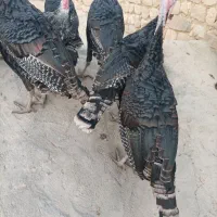 بوقلمون نر|حیوانات مزرعه|زرنه, |دیوار