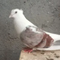 یک جفت کبوتر پشت توس۶۵