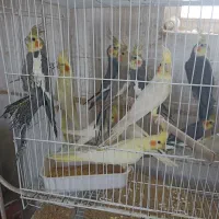 عروس هلندی مرغ عشق قناری کوتوله فنچ گرین چیک|پرنده|خواف, |دیوار