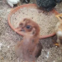 جوجه بومی کاکلی
