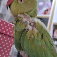 طوطی ملنگو|پرنده|تهران, کیانشهر|دیوار