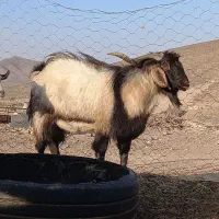 تکه آلپاین|حیوانات مزرعه|آیسک, |دیوار