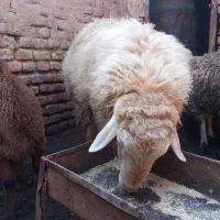 گوسفند .قوچ|حیوانات مزرعه|باشتین, |دیوار