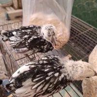 دوتا جوجه سبرایت|حیوانات مزرعه|اردکان, |دیوار