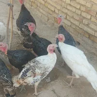 فروش ۱۶ عدد بوقلمون ۶ ماهه و یه دونه دوساله|حیوانات مزرعه|رونیز, |دیوار