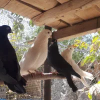 کفتر کبوتر زاغ سفید تهرونی کشیده بلند