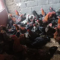 250عددخروس فروش فوری