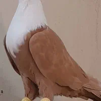 کلاغ کربلایی وساده سرخ کاکلی اس اس