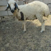 بره