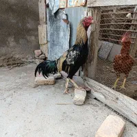 خروس لاری صابونی|حیوانات مزرعه|گمیشان, |دیوار